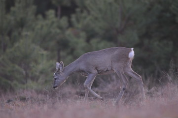 Obraz na płótnie Canvas European roe deer (Capreolus capreolus) posing and displaying on camera