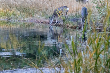 herd of deer reflected in lake they are drinking from