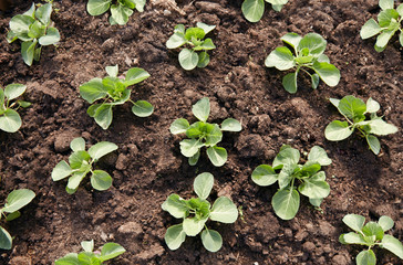 Sprouts of young cabbage in the ground. Sunny day farming soil with sprouts