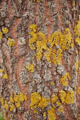 Tree bark with a touch of moss. The wooden structure of old crust