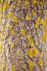 Tree bark with a touch of moss. The wooden structure of old crust
