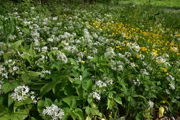 Fototapeta premium Bärlauch in weisser Blüte - White flowering ramsons