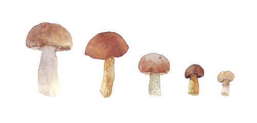 Fresh set of watercolor mushrooms. Brown cap boletus. Hand drawn illustration on background.