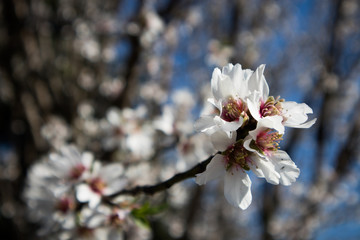 Almond Blossoms Blooming in Spring