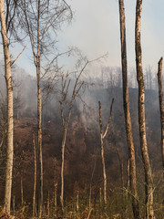 a big fire in the forest with smoke blowing off into the atmosphere