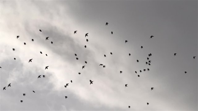 Flock of birds flying silhouettes on sky super slow motion.mov