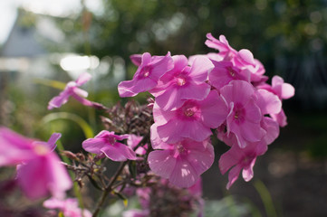 pink Phlox flowers in the summer garden