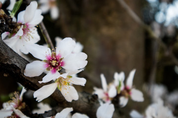Almond Blossoms Blooming in Spring