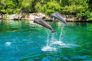 Couple of dolphins jumping in the salt water of a natural park called "Xel-Ha" along the "Riviera Maya" (Cancùn, Mexico). © Giongi63