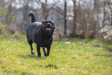 A little black dog run outdoors in green grass.
