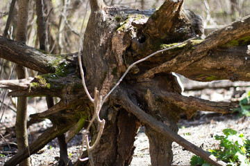 big stump with strong roots