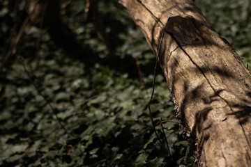 green leaves, natural composition, texture background