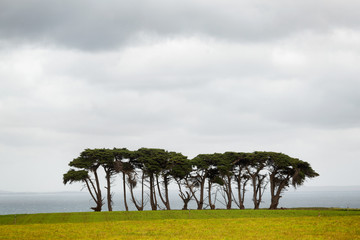 Row of windswept large and old trees on a headland