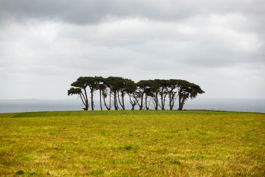 Row of windswept large and old trees on a headland