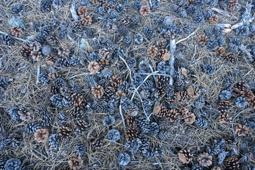 field full of pine cones
