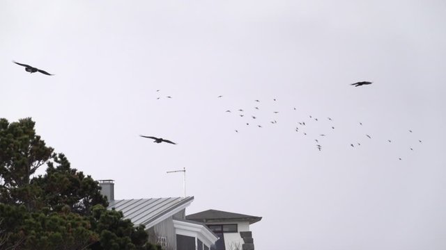 Ravens and swarm of little birds flying over houses slow motion.mov