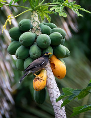 Myna Bird Standing on Papaya Fruit in Tropical Island Jungle