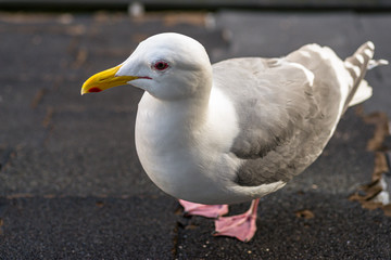 Seagull