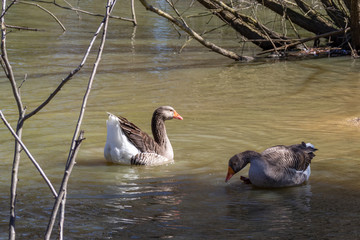 Greylag geese floating around the pond at Bluebird Gap Farm Park in Hampton, Virginia.