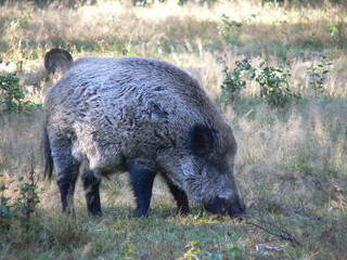 Wildlife of Wild Boar (Sus scrofa) captured in Belarus