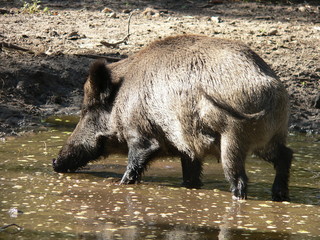 Wildlife of Wild Boar (Sus scrofa) captured in Belarus