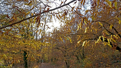 branches of a tree in autumn