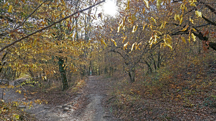 The forks of two paths in the autumn forest among bright yellow leaves