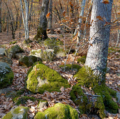 Large stones in the autumn forest covered with bright green moss