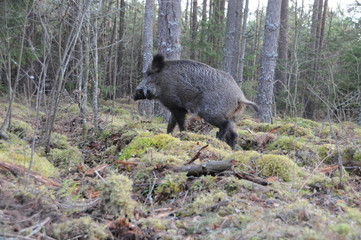 Wildlife of Wild Boar (Sus scrofa) captured in Belarus