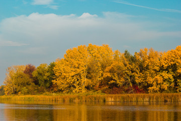 Yellow trees with beautiful leaves in the autumn near the river