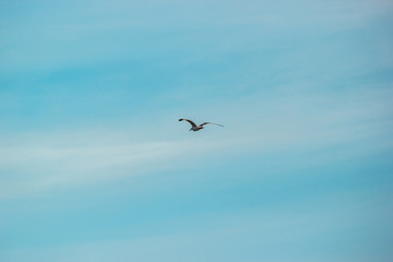 Seagull flies over the river in the clouds