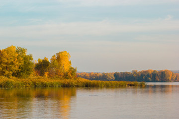 Yellow trees with beautiful leaves in the autumn near the river