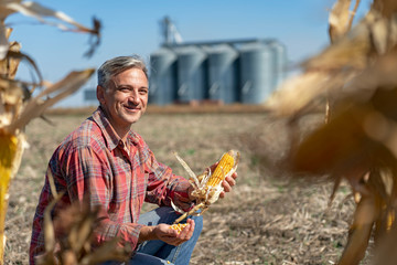 Farmer in Cornfield With Freshly Harvested Corn Cob Against Grain Silos