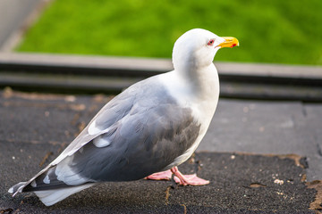 Seagull Closeup