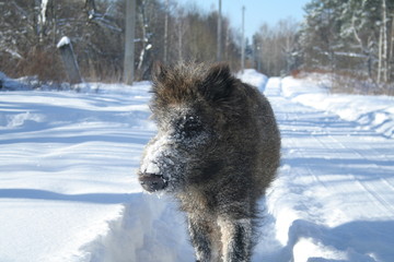 Wildlife of Wild Boar (Sus scrofa) captured in Belarus