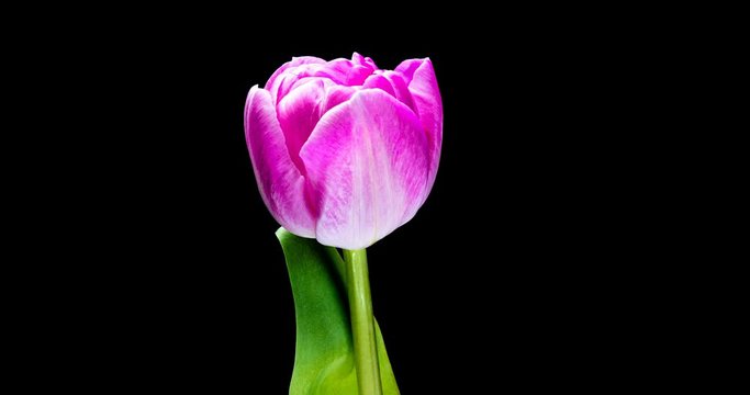 Timelapse of red tulip flower blooming on black background,