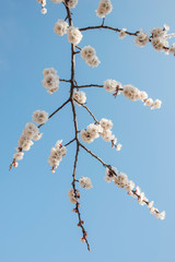 Close up of beautiful white almond blossom