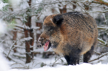 Wildlife of Wild Boar (Sus scrofa) captured in Belarus