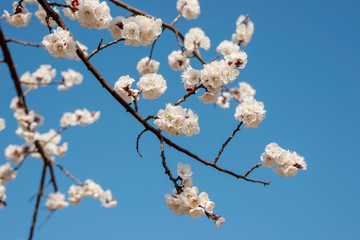 Close up of beautiful white almond blossom