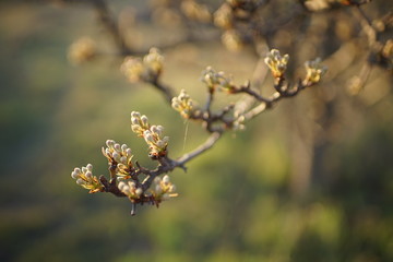 Flowering pear tree branch in spring garden.