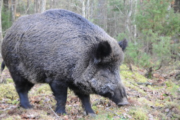Wildlife of Wild Boar (Sus scrofa) captured in Belarus