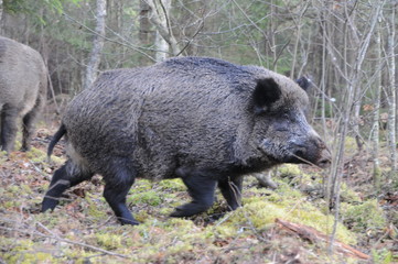Wildlife of Wild Boar (Sus scrofa) captured in Belarus