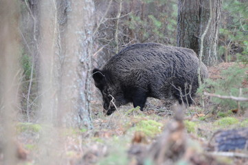 Wildlife of Wild Boar (Sus scrofa) captured in Belarus