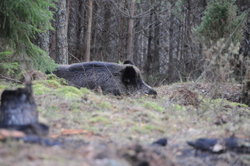 Wildlife of Wild Boar (Sus scrofa) captured in Belarus