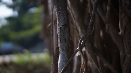 close up tree branches in the park