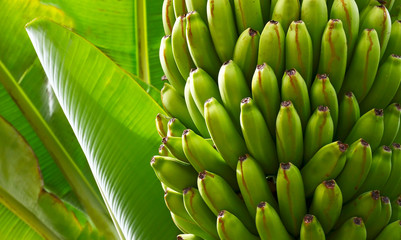 Bunch of green bananas growing in a tropical garden of Tenerife,Canary Islands,Spain.Unripe banana...