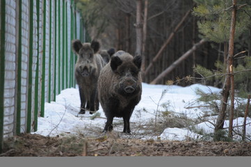 Wildlife of Wild Boar (Sus scrofa) captured in Belarus