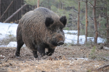 Naklejka na ściany i meble Wildlife of Wild Boar (Sus scrofa) captured in Belarus