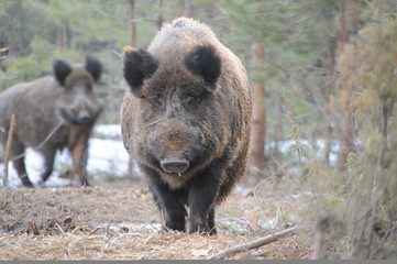 Wildlife of Wild Boar (Sus scrofa) captured in Belarus