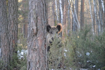Wildlife of Wild Boar (Sus scrofa) captured in Belarus